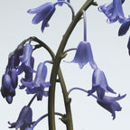 Jo Malone Wild Bluebell