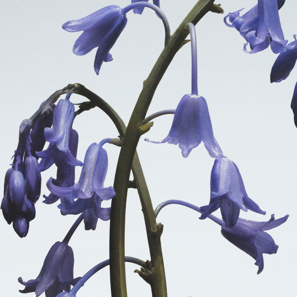 Jo Malone Wild Bluebell